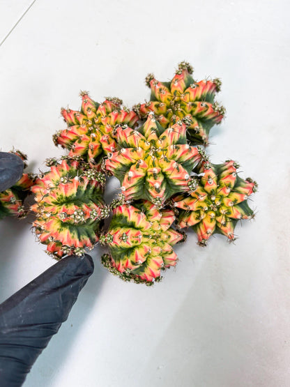 Gymnocalycium Multicolor Pups | Sellers choice | 2pcs, 4pcs, 6pcs