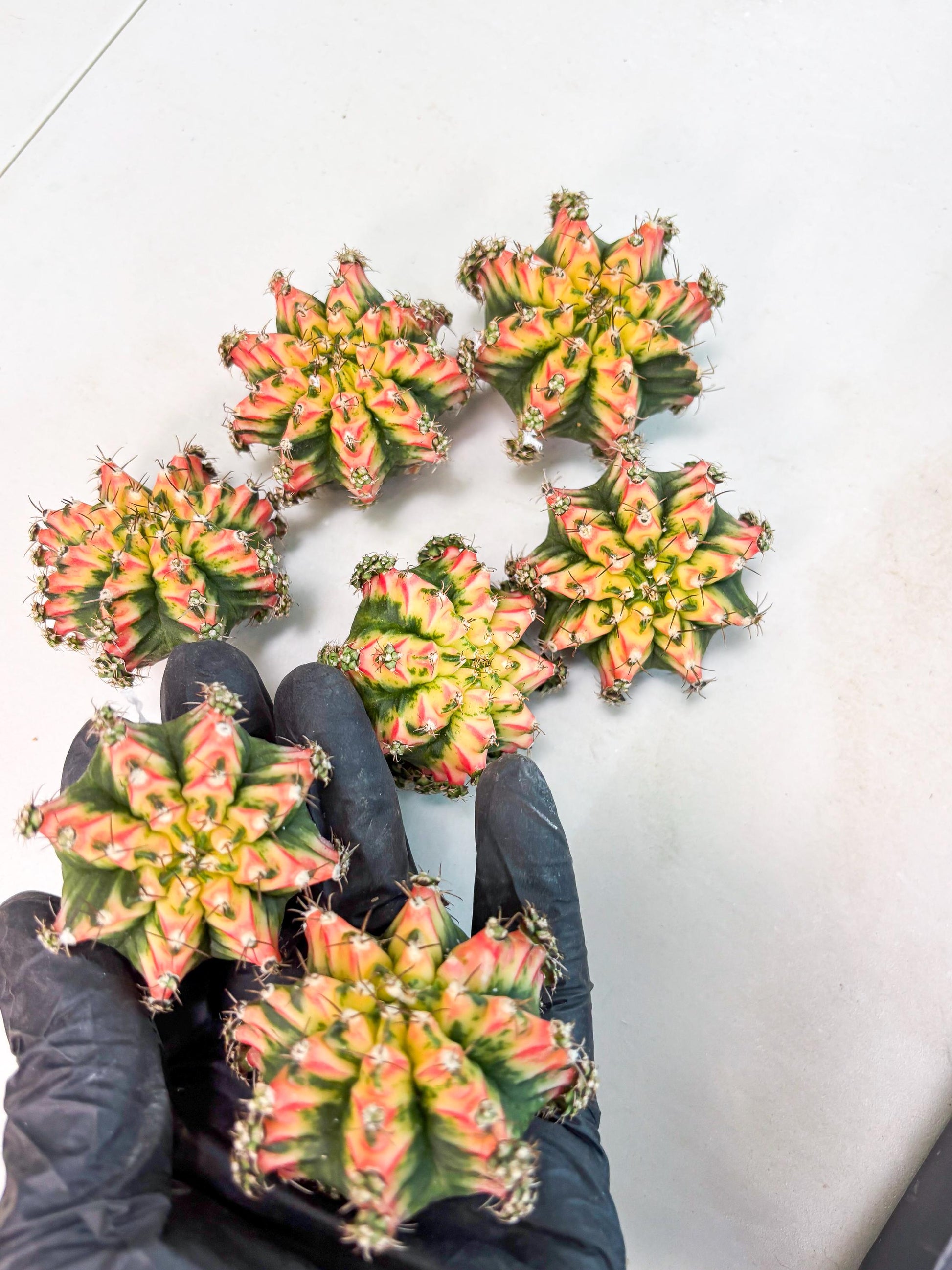 Gymnocalycium Multicolor Pups | Sellers choice | 2pcs, 4pcs, 6pcs