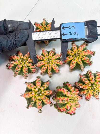 Gymnocalycium Multicolor Pups | Sellers choice | 2pcs, 4pcs, 6pcs