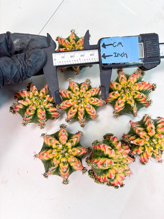 Gymnocalycium Multicolor Pups | Sellers choice | 2pcs, 4pcs, 6pcs