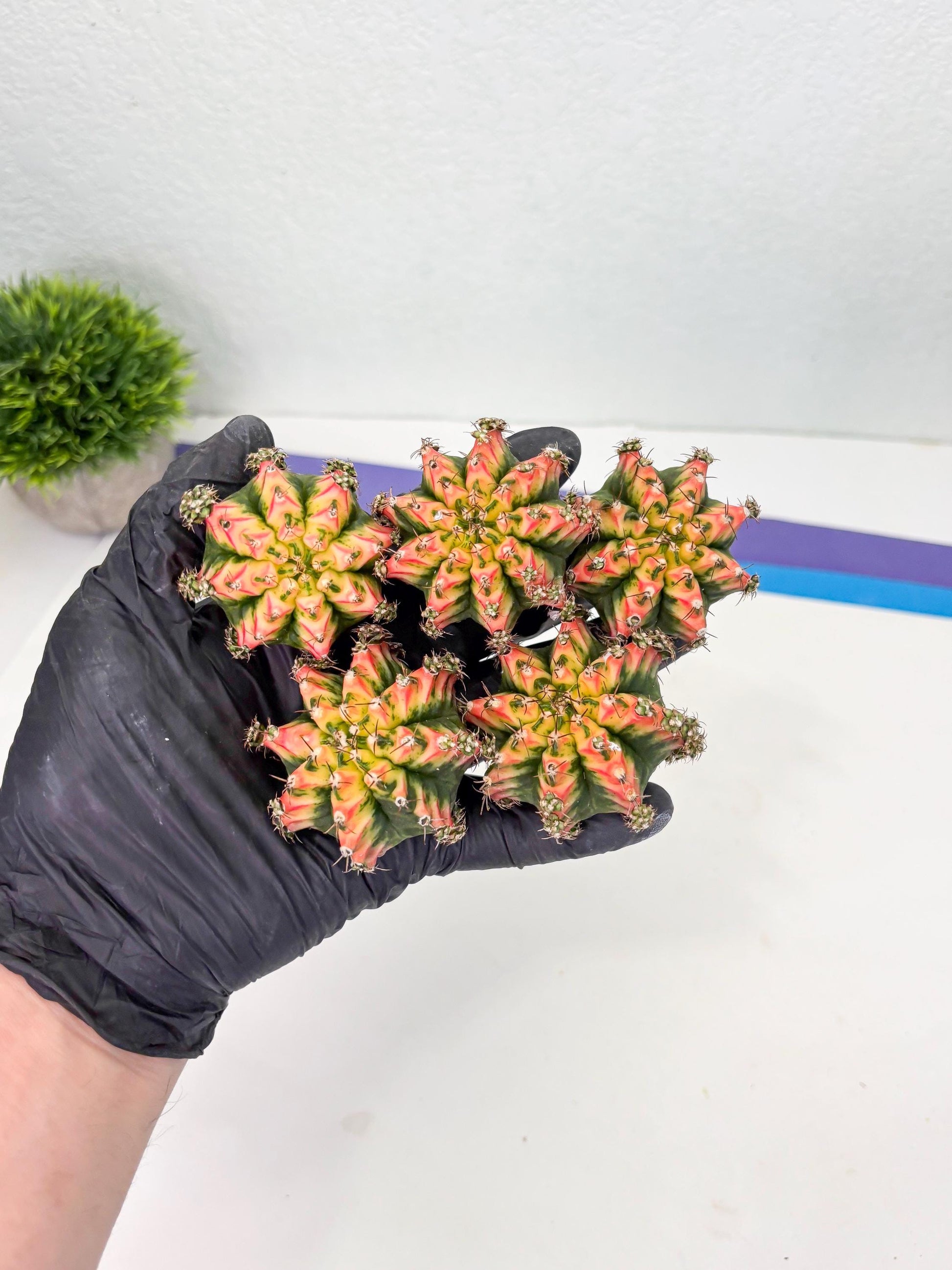 Gymnocalycium Multicolor Pups | Sellers choice | 2pcs, 4pcs, 6pcs