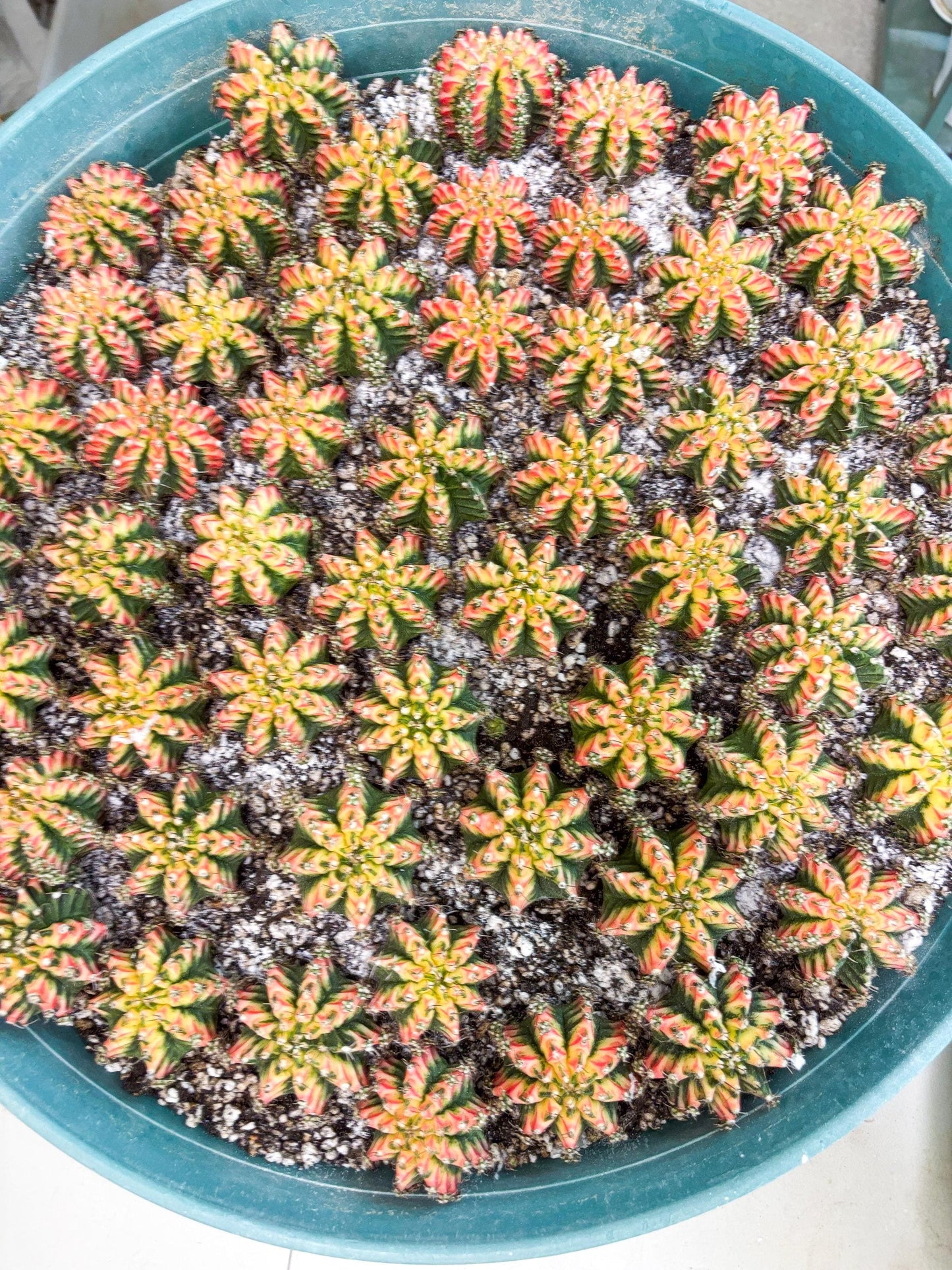 Gymnocalycium Multicolor Pups | Sellers choice | 2pcs, 4pcs, 6pcs