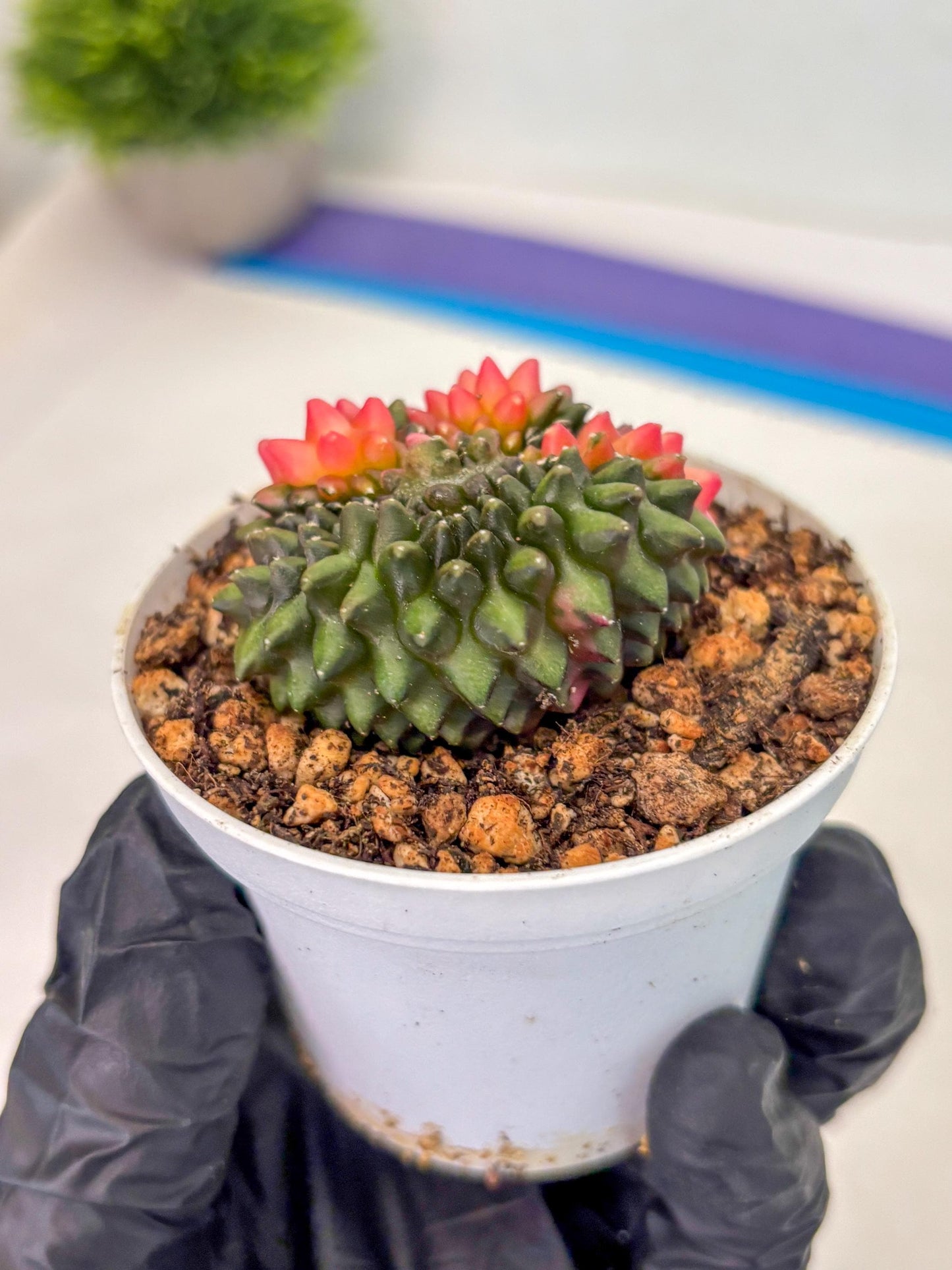 Gymnocalycium Inermis Cristata (gy9) (y1) | For Advanced Grower!