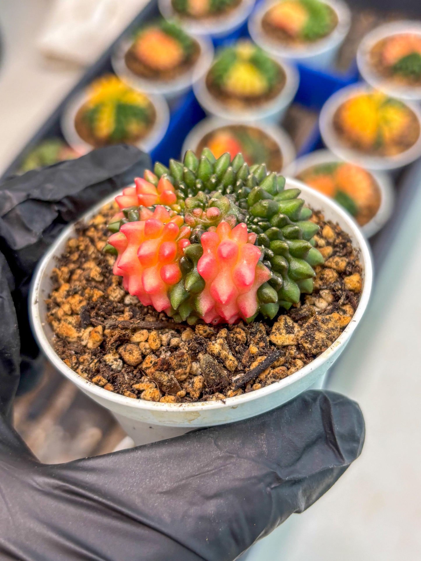 Gymnocalycium Inermis Cristata (gy9) (y1) | For Advanced Grower!