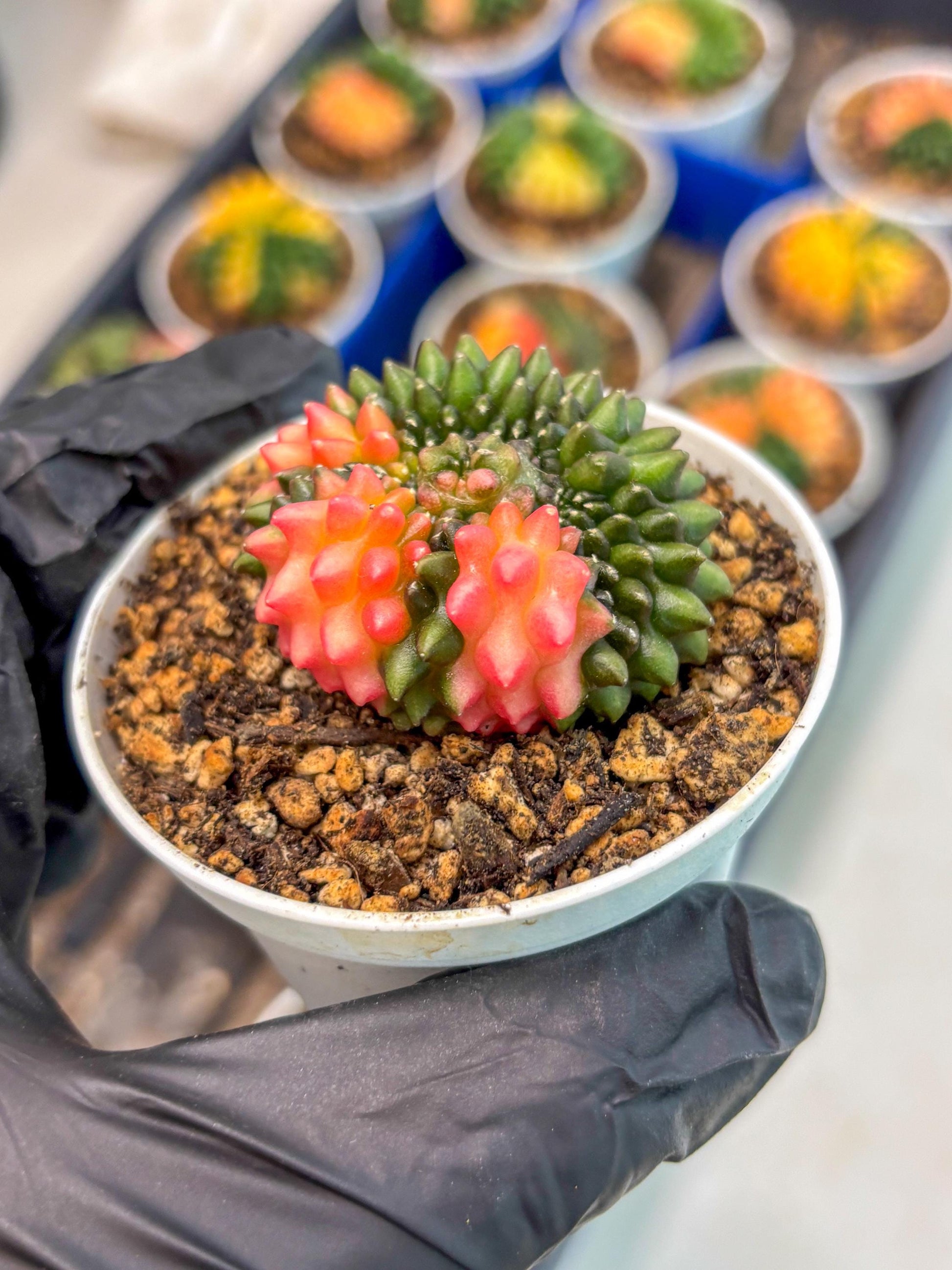 Gymnocalycium Inermis Cristata (gy9) (y1) | For Advanced Grower!