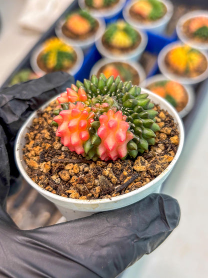 Gymnocalycium Inermis Cristata (gy9) (y1) | For Advanced Grower!