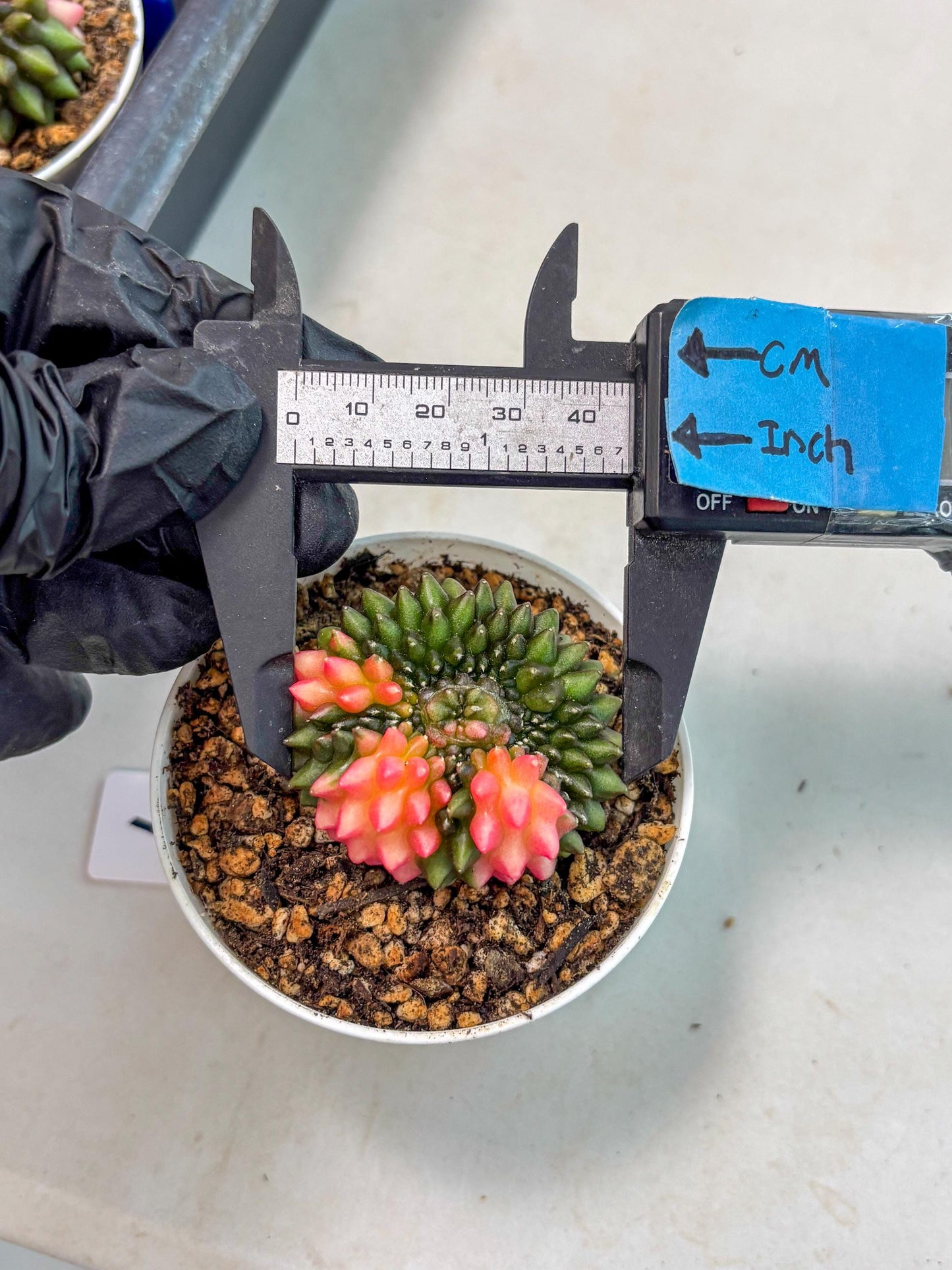 Gymnocalycium Inermis Cristata (gy9) (y1) | For Advanced Grower!