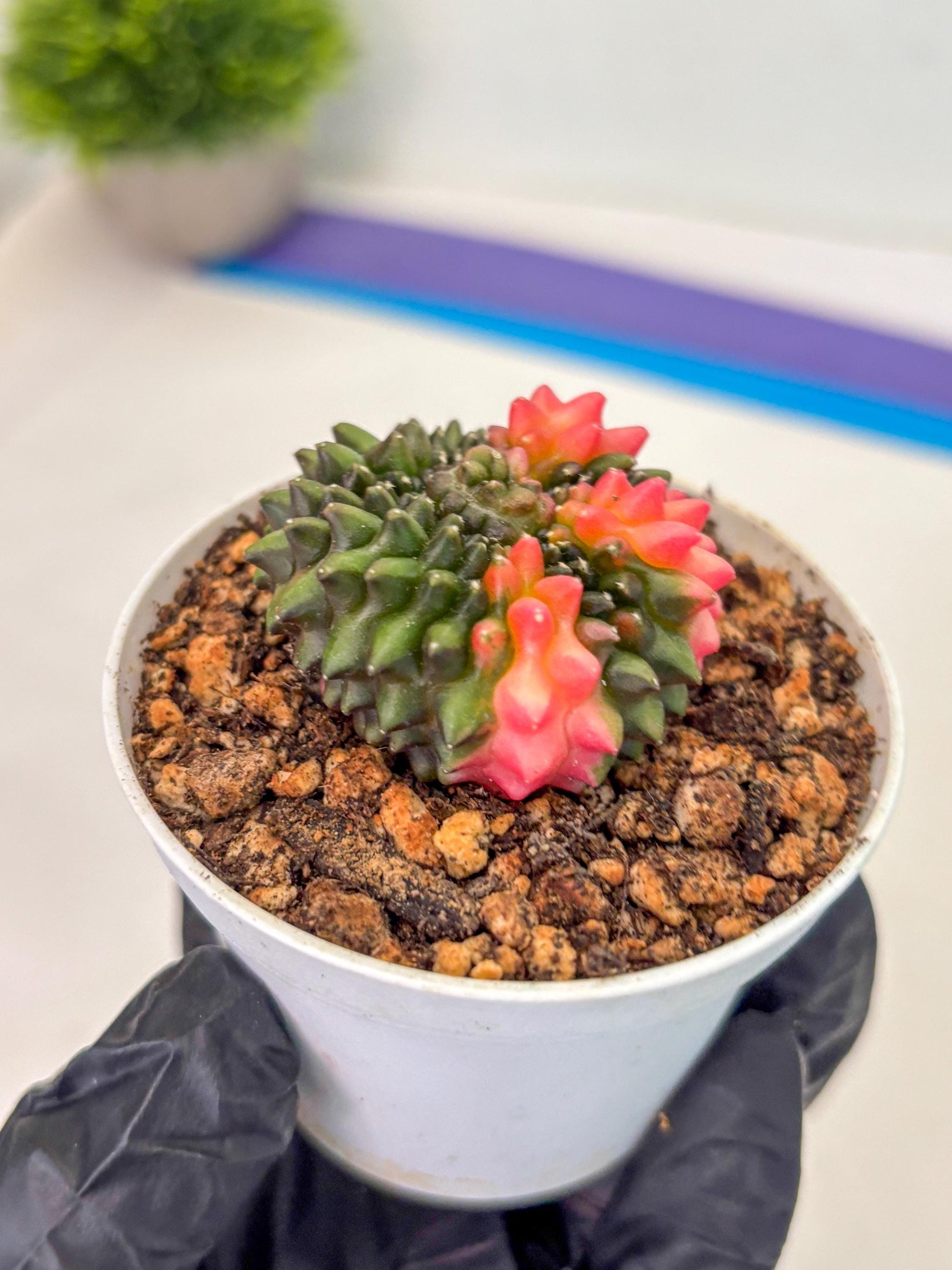 Gymnocalycium Inermis Cristata (gy9) (y1) | For Advanced Grower!