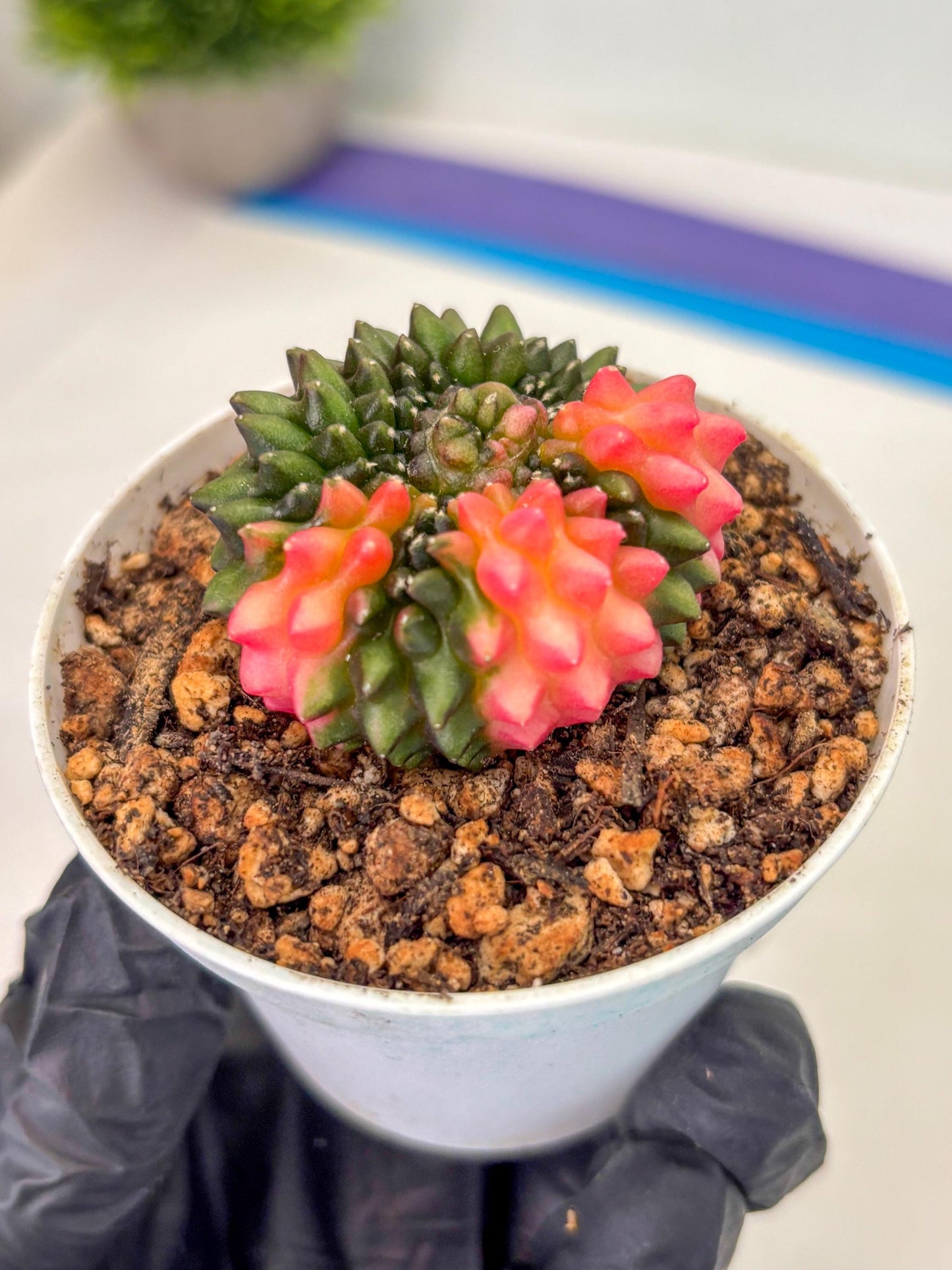 Gymnocalycium Inermis Cristata (gy9) (y1) | For Advanced Grower!