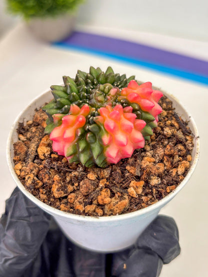 Gymnocalycium Inermis Cristata (gy9) (y1) | For Advanced Grower!