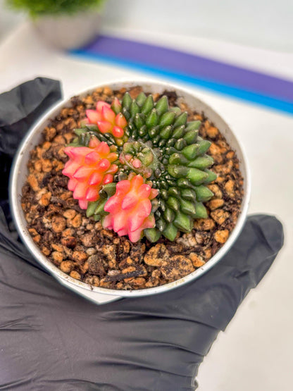Gymnocalycium Inermis Cristata (gy9) (y1) | For Advanced Grower!