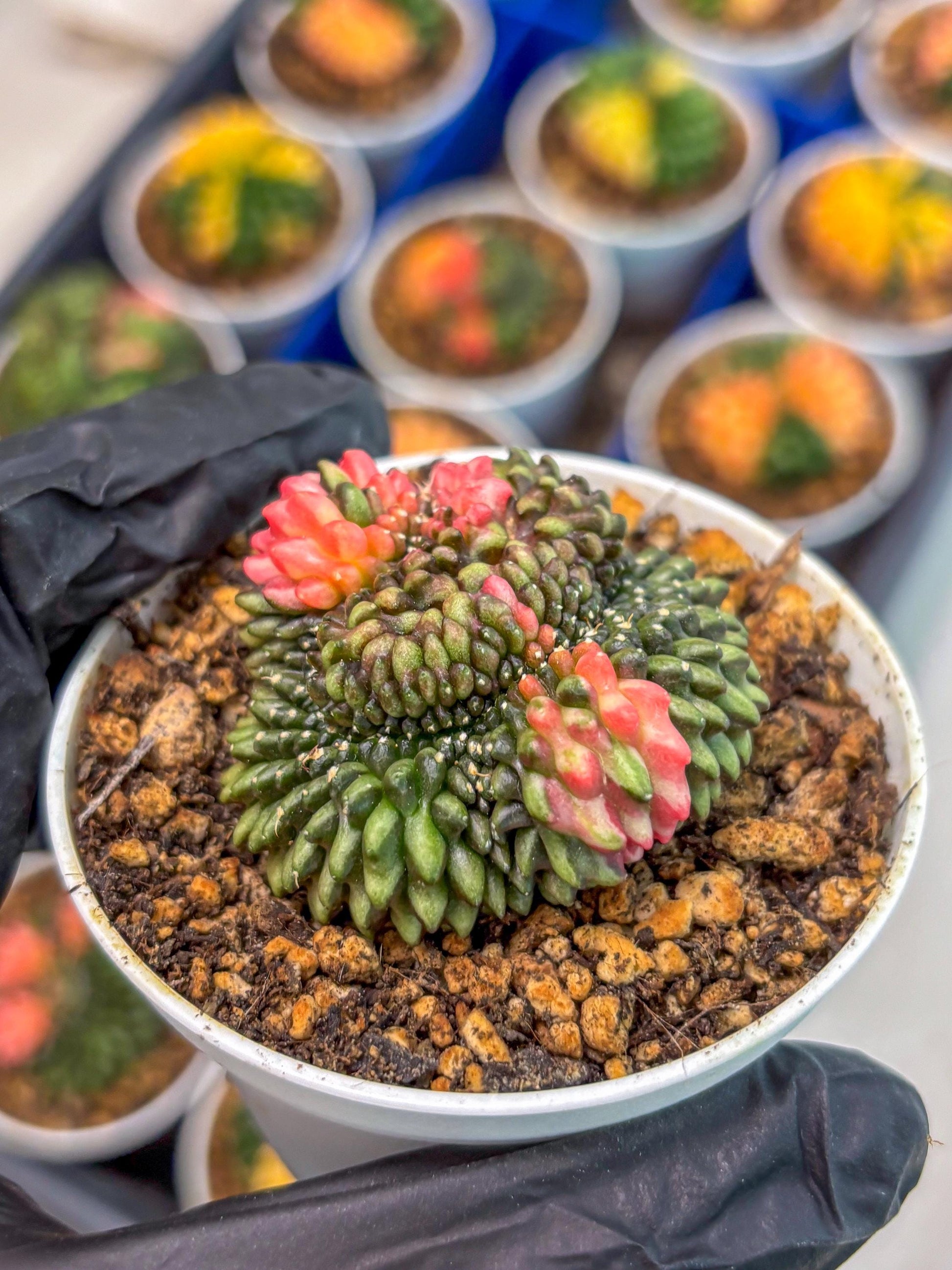 Gymnocalycium Inermis Cristata (gy9) (g1) | For Advanced Grower!