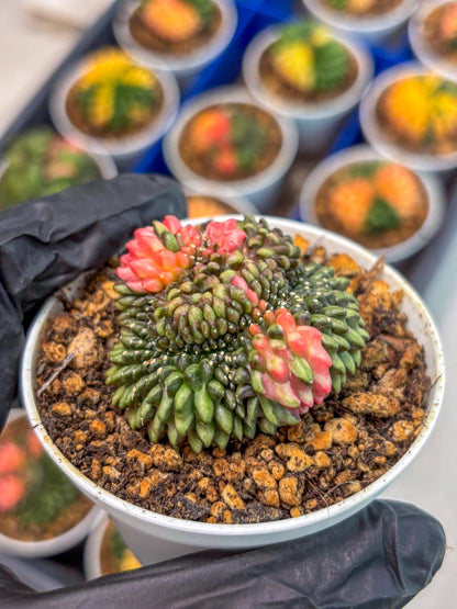 Gymnocalycium Inermis Cristata (gy9) (g1) | For Advanced Grower!