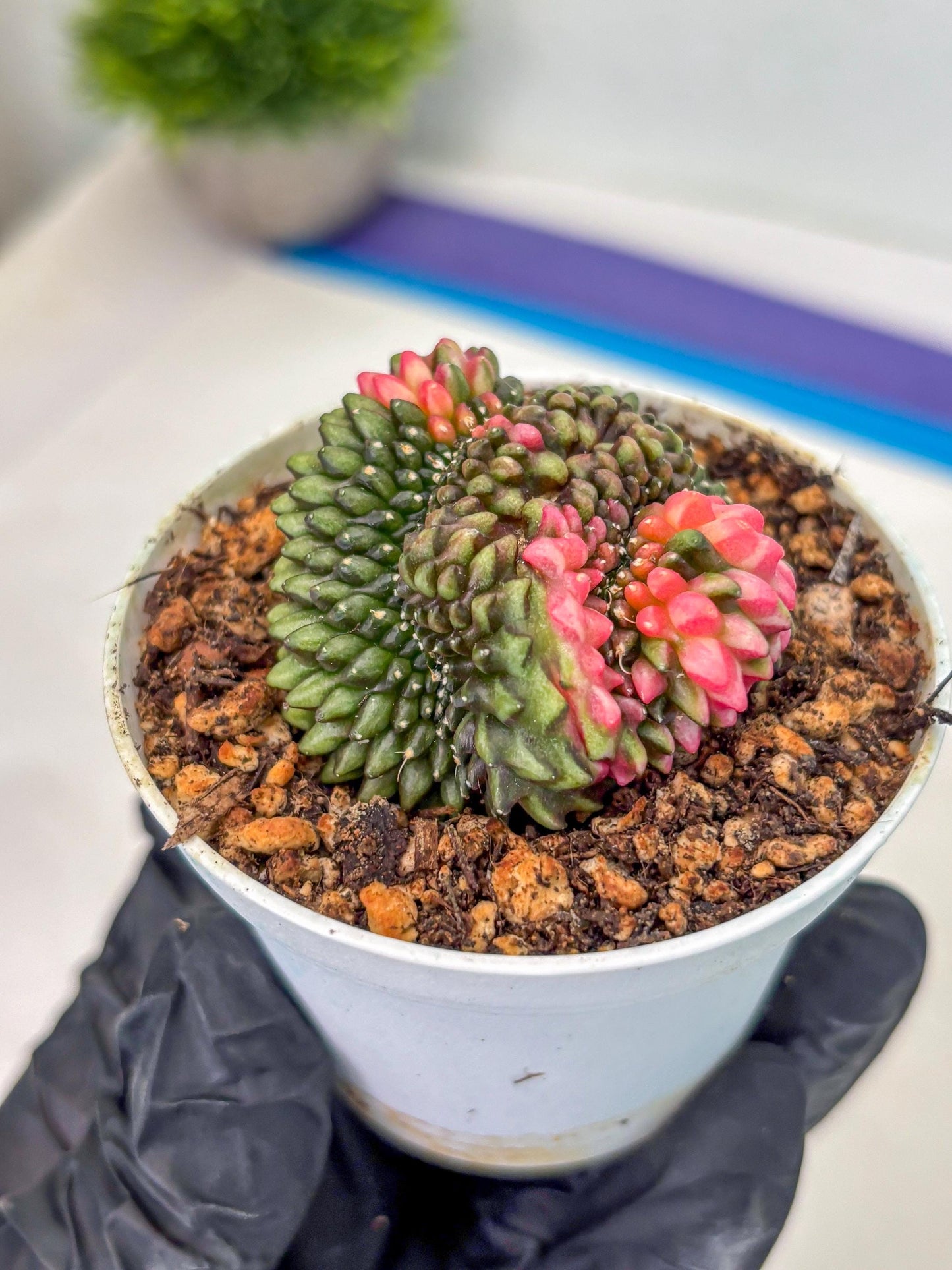 Gymnocalycium Inermis Cristata (gy9) (g1) | For Advanced Grower!