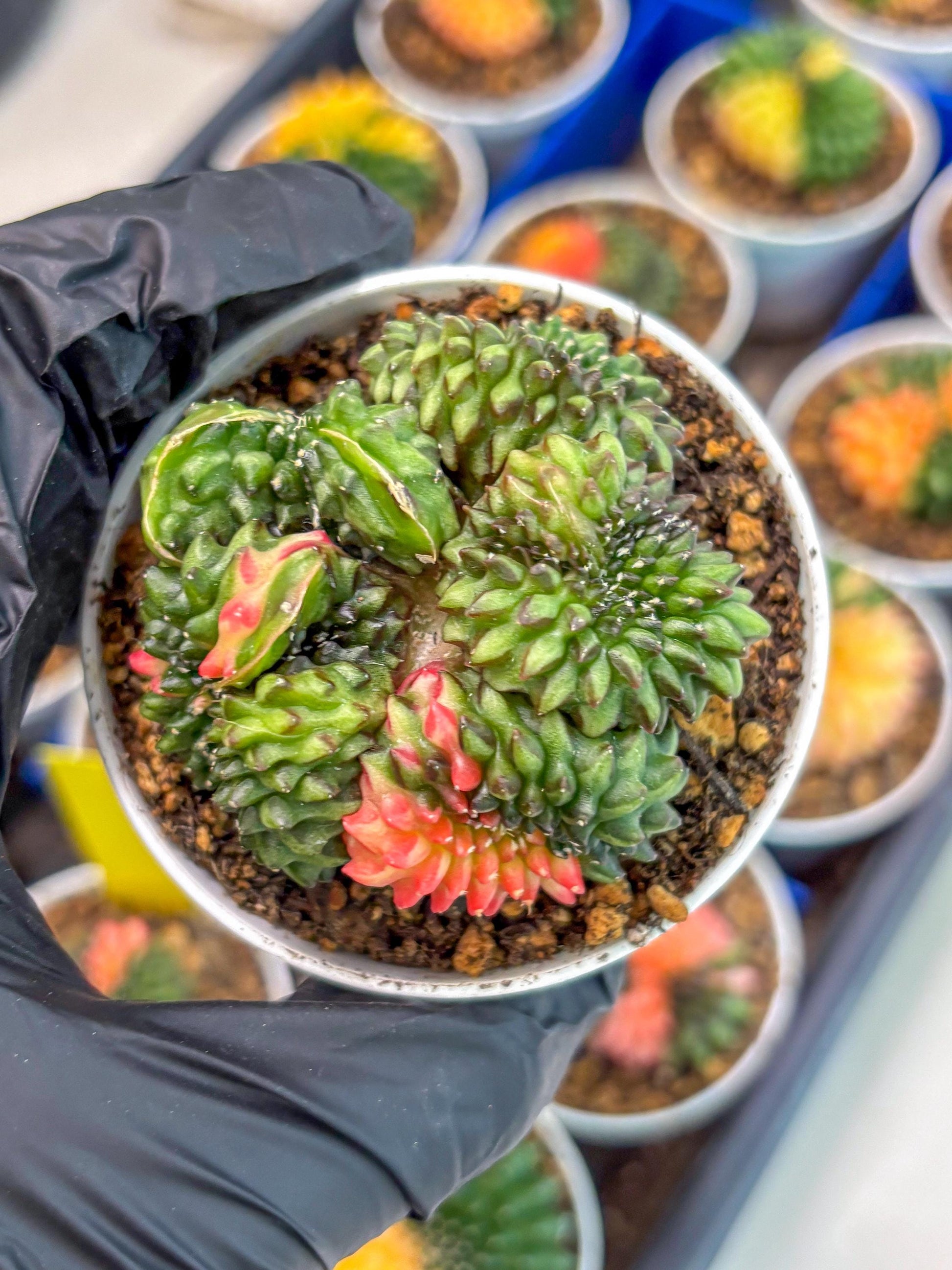 Gymnocalycium Inermis Cristata (gy9) (g3) | For Advanced Grower!