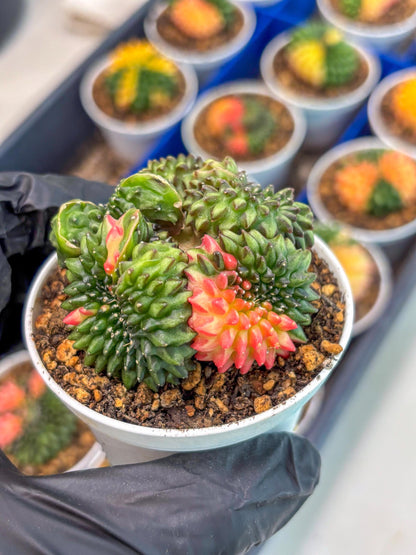 Gymnocalycium Inermis Cristata (gy9) (g3) | For Advanced Grower!