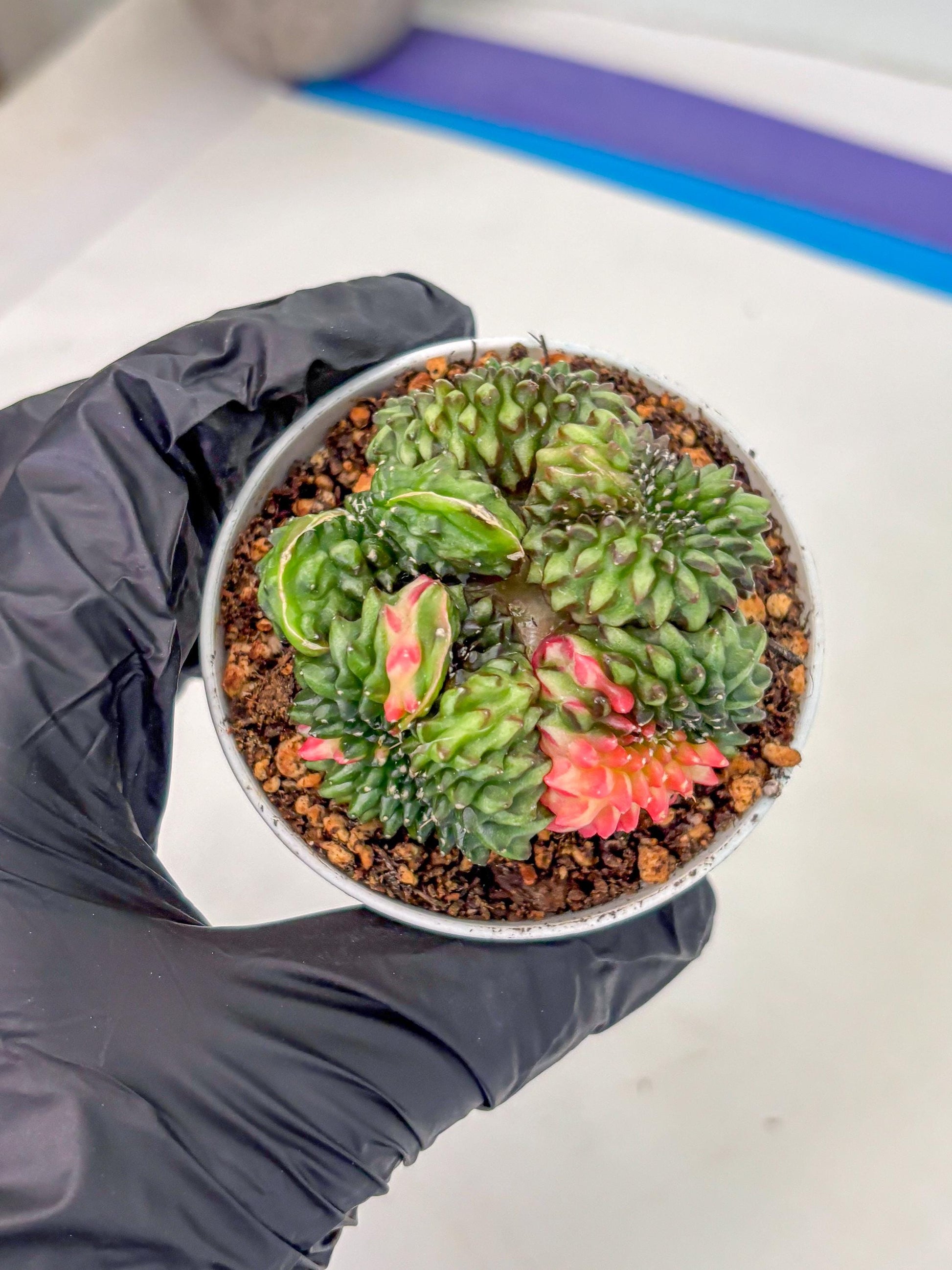 Gymnocalycium Inermis Cristata (gy9) (g3) | For Advanced Grower!