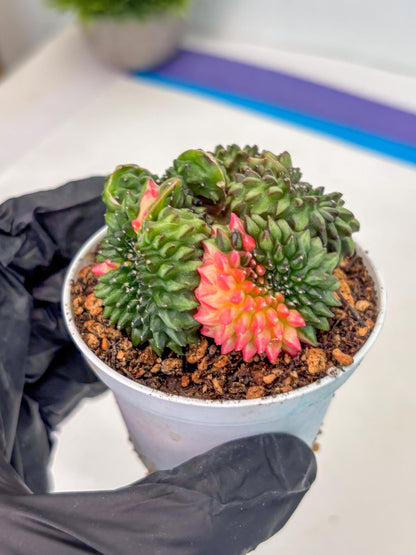 Gymnocalycium Inermis Cristata (gy9) (g3) | For Advanced Grower!