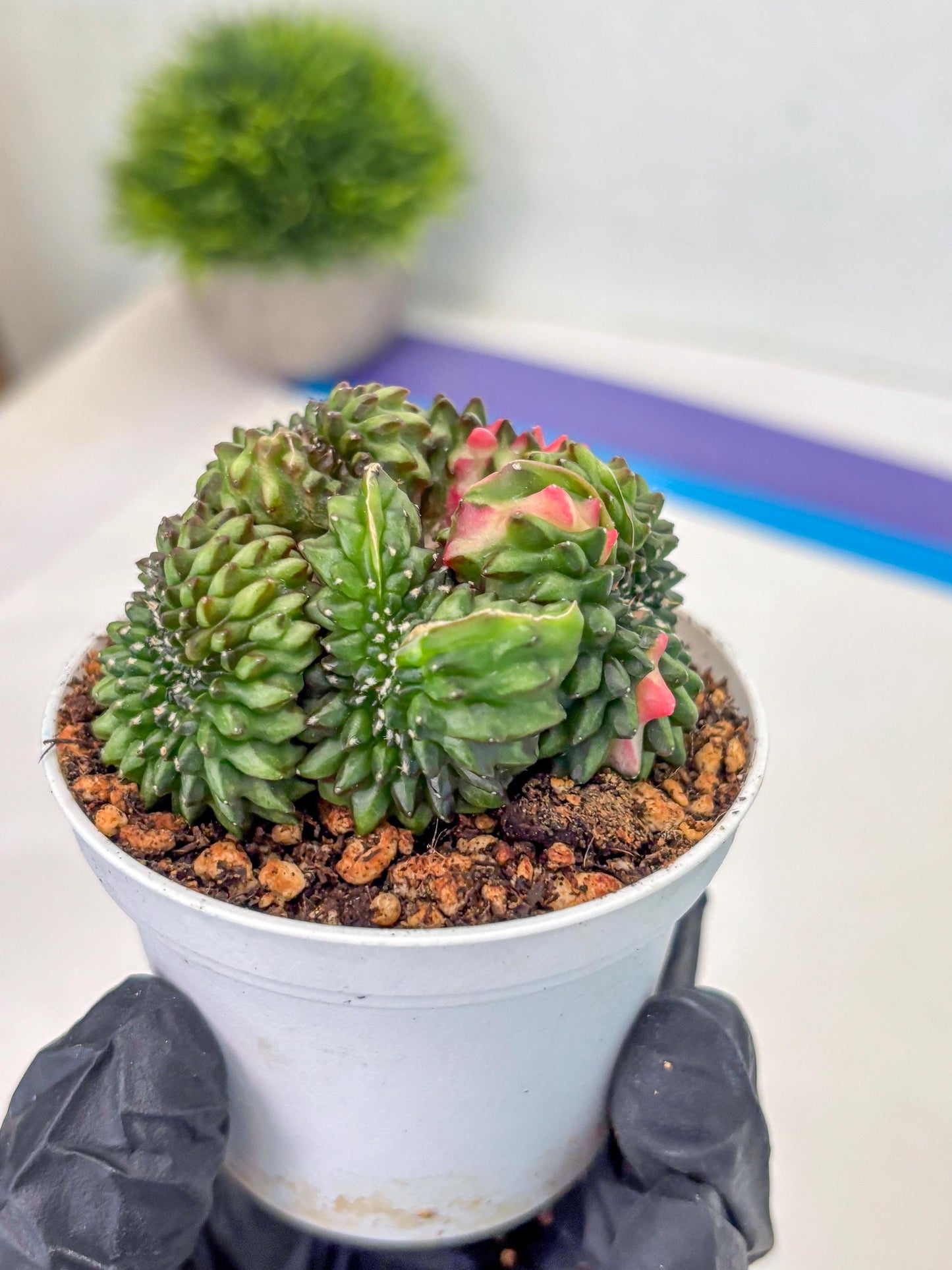 Gymnocalycium Inermis Cristata (gy9) (g3) | For Advanced Grower!