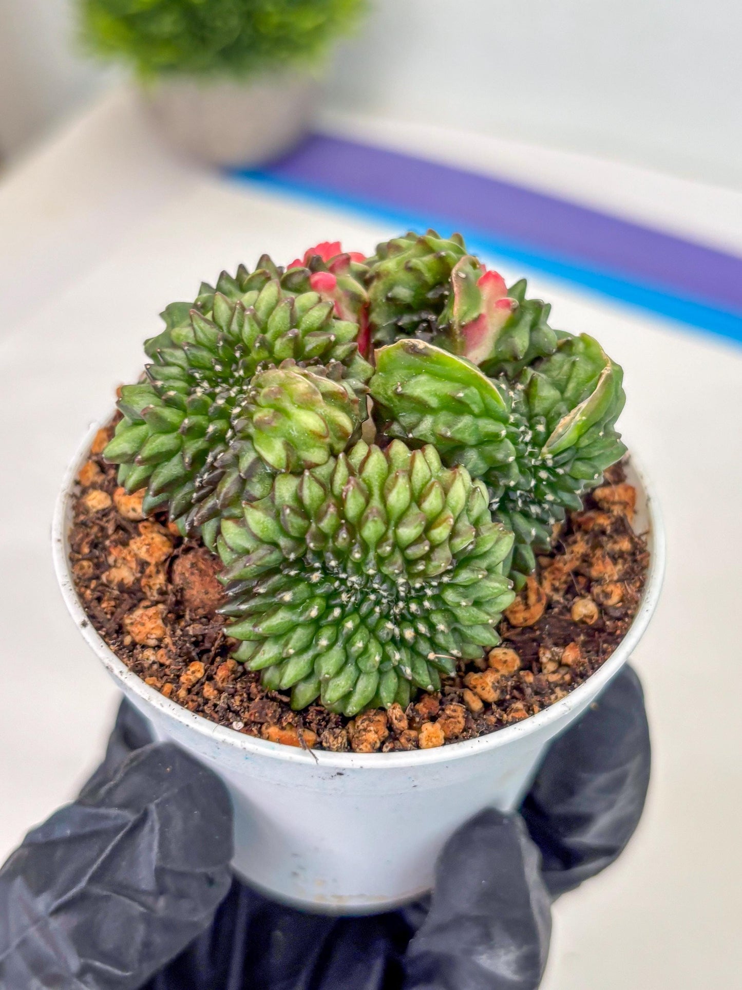 Gymnocalycium Inermis Cristata (gy9) (g3) | For Advanced Grower!