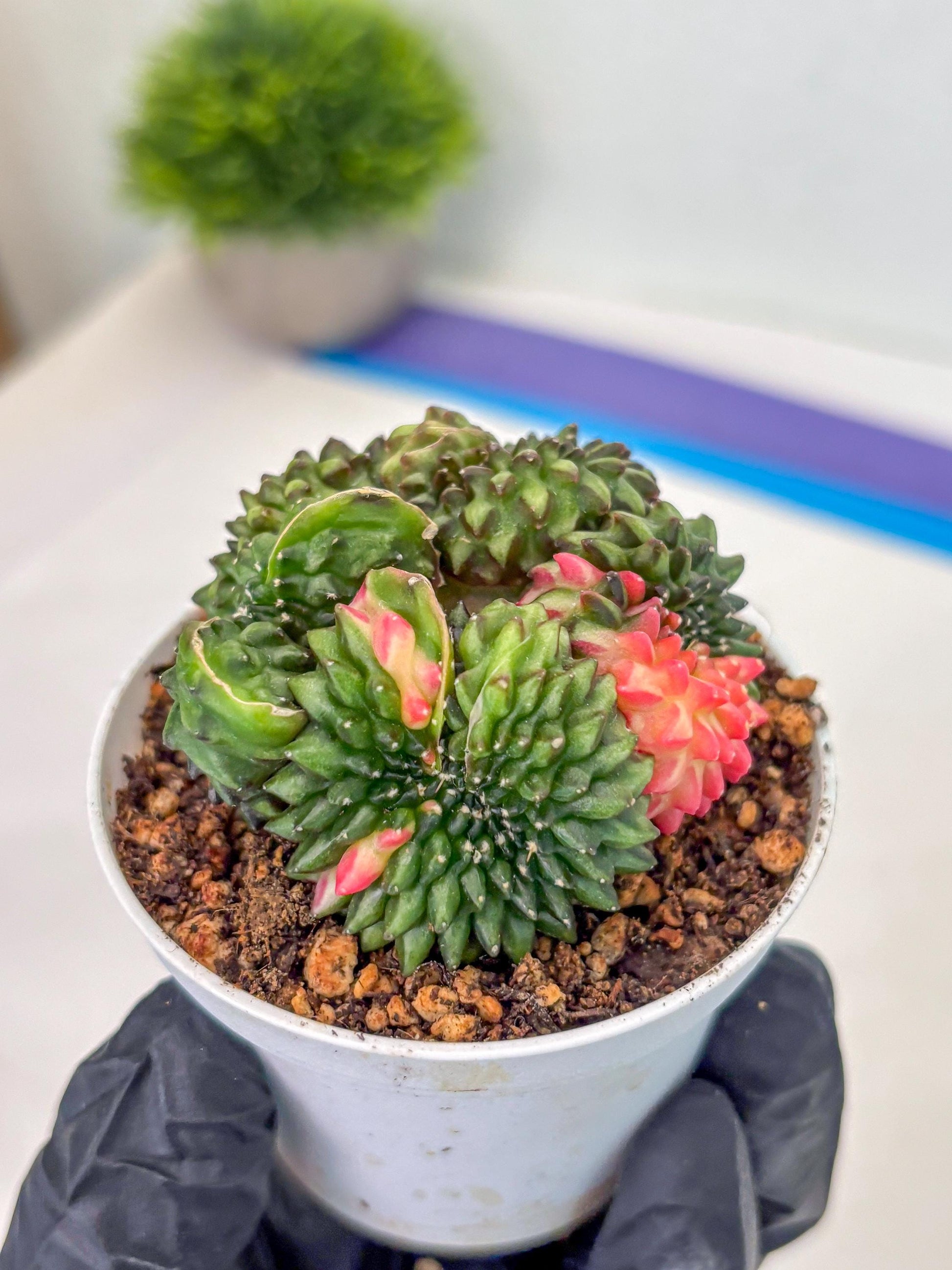 Gymnocalycium Inermis Cristata (gy9) (g3) | For Advanced Grower!