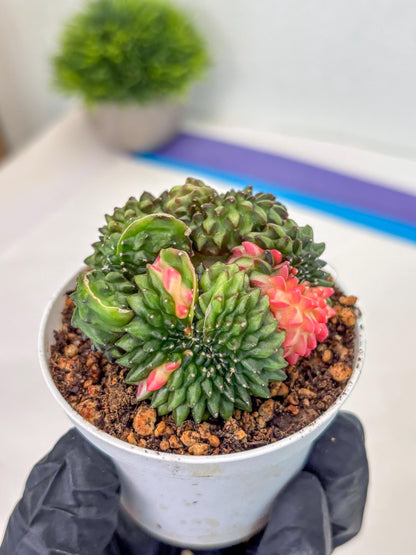 Gymnocalycium Inermis Cristata (gy9) (g3) | For Advanced Grower!