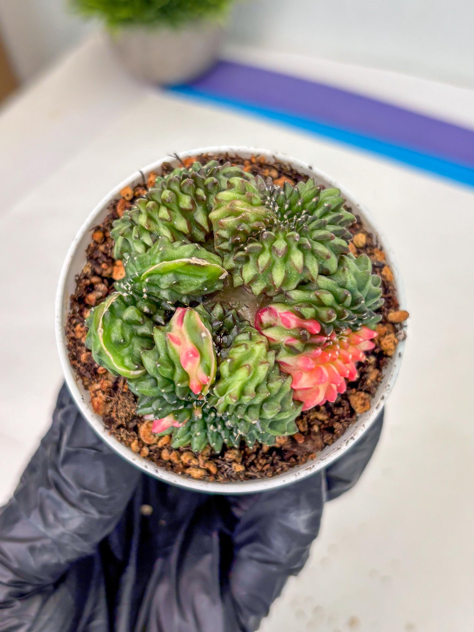 Gymnocalycium Inermis Cristata (gy9) (g3) | For Advanced Grower!