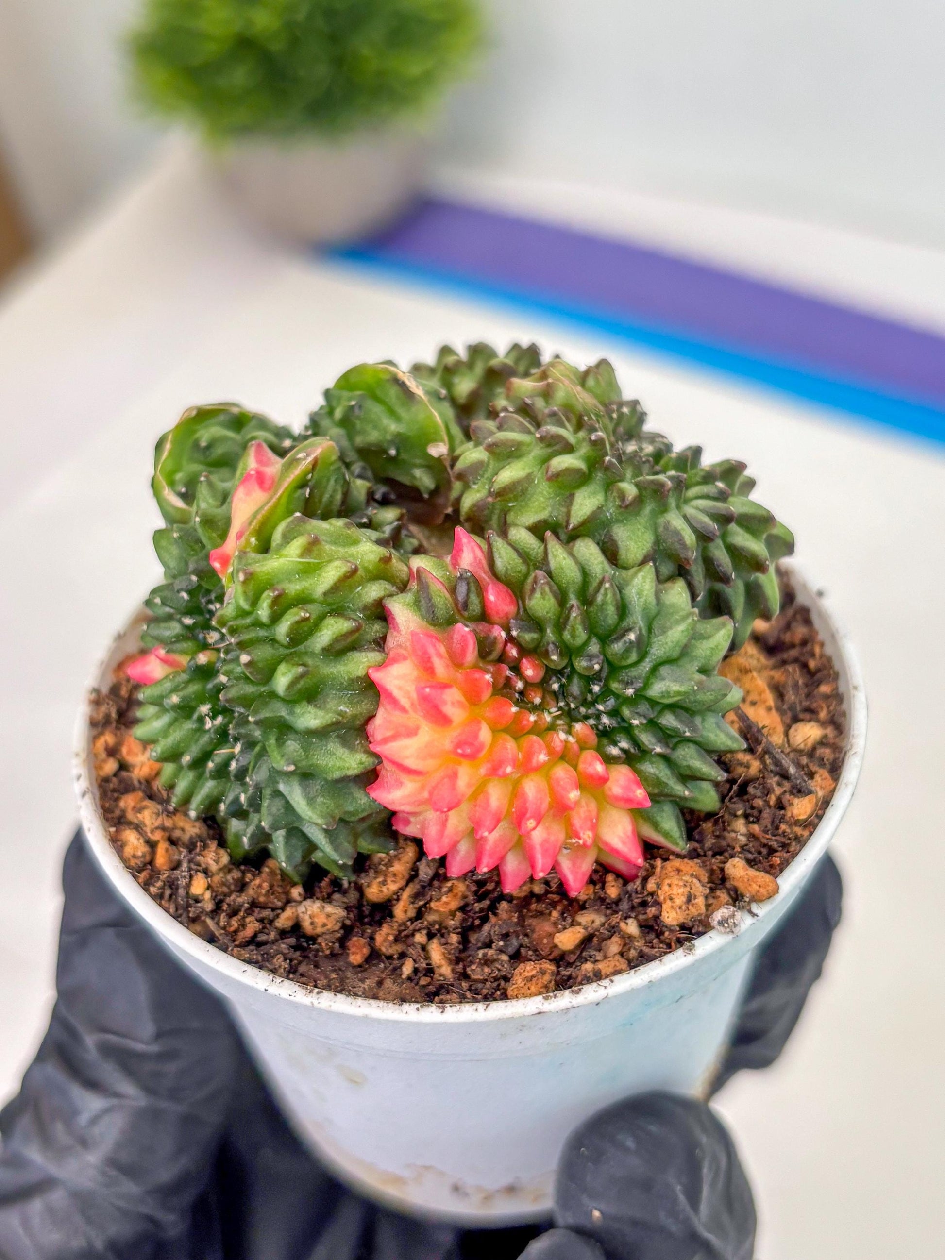 Gymnocalycium Inermis Cristata (gy9) (g3) | For Advanced Grower!