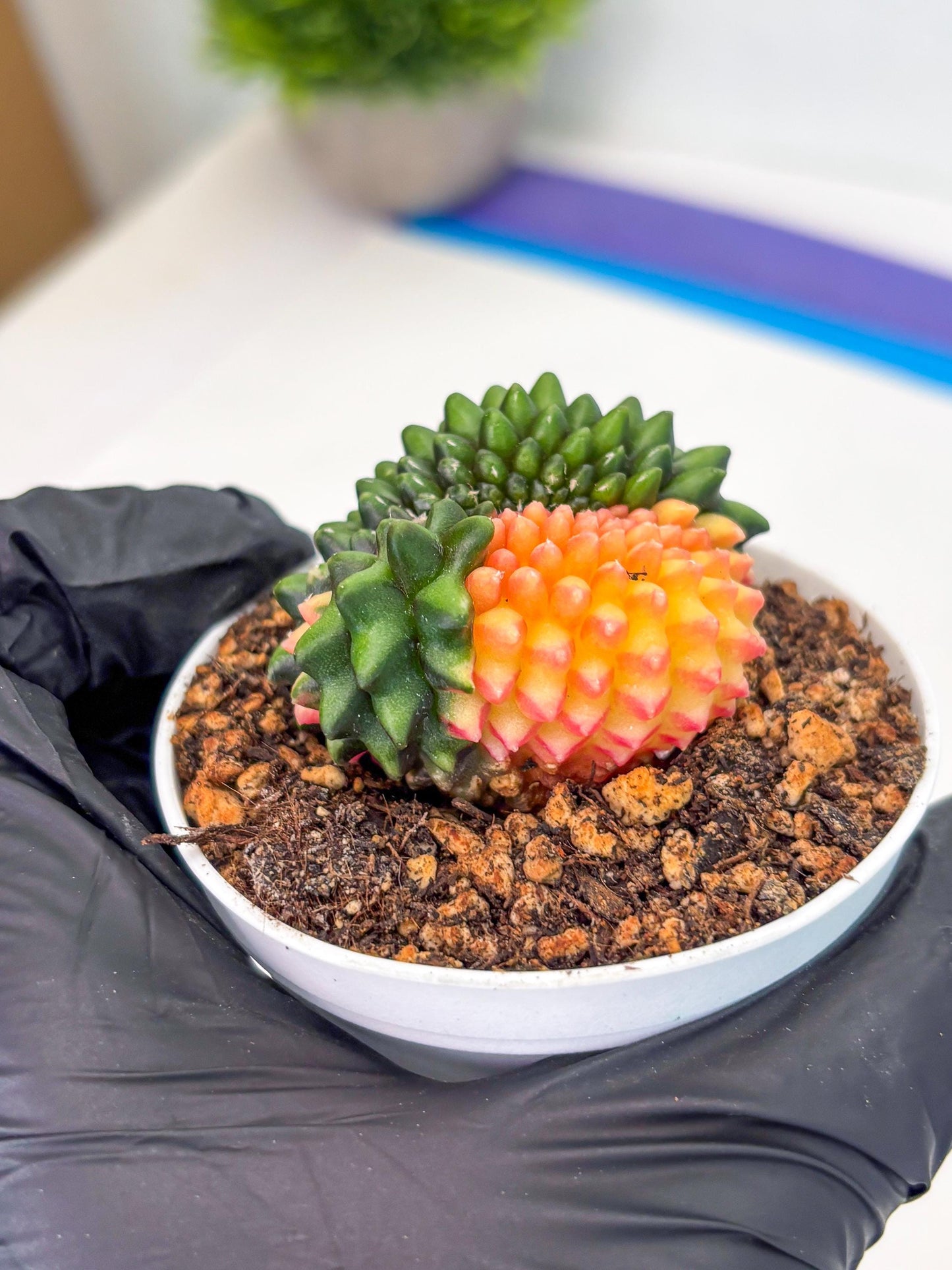 Gymnocalycium Inermis Cristata (gy9) (g5) | For Advanced Grower!