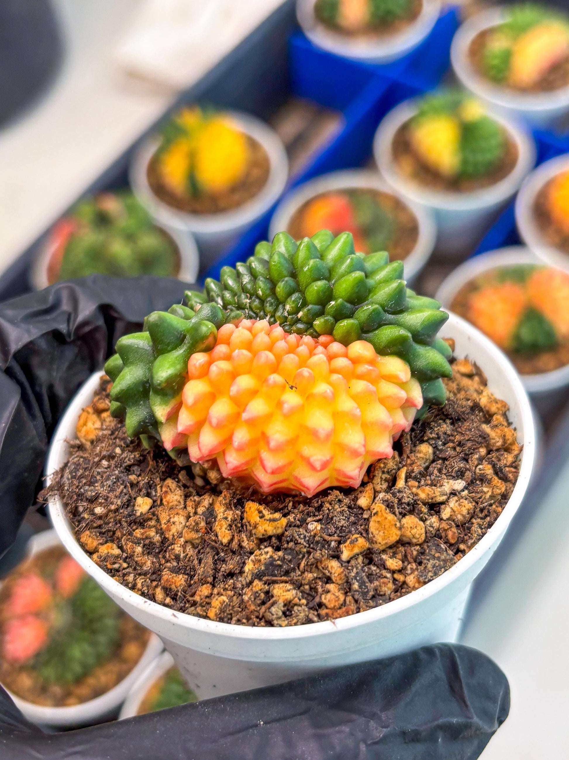 Gymnocalycium Inermis Cristata (gy9) (g5) | For Advanced Grower!