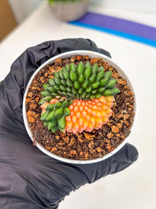 Gymnocalycium Inermis Cristata (gy9) (g5) | For Advanced Grower!