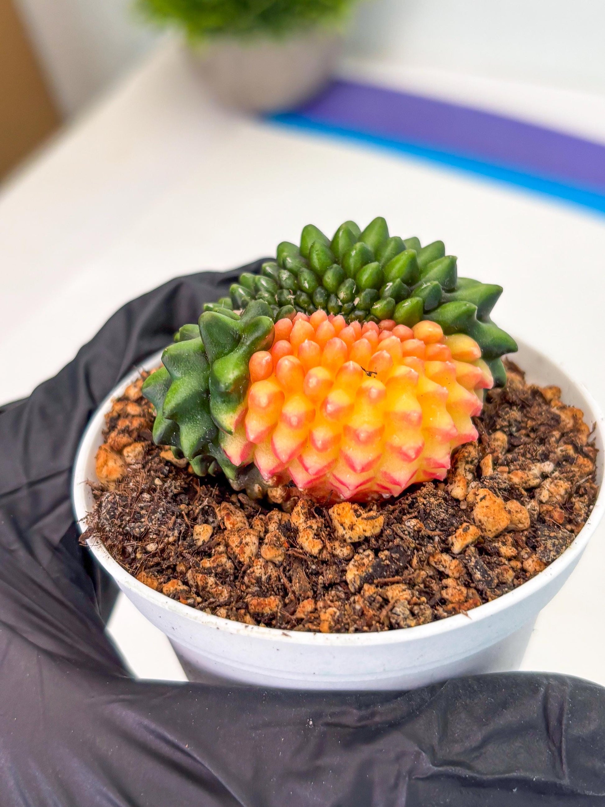 Gymnocalycium Inermis Cristata (gy9) (g5) | For Advanced Grower!