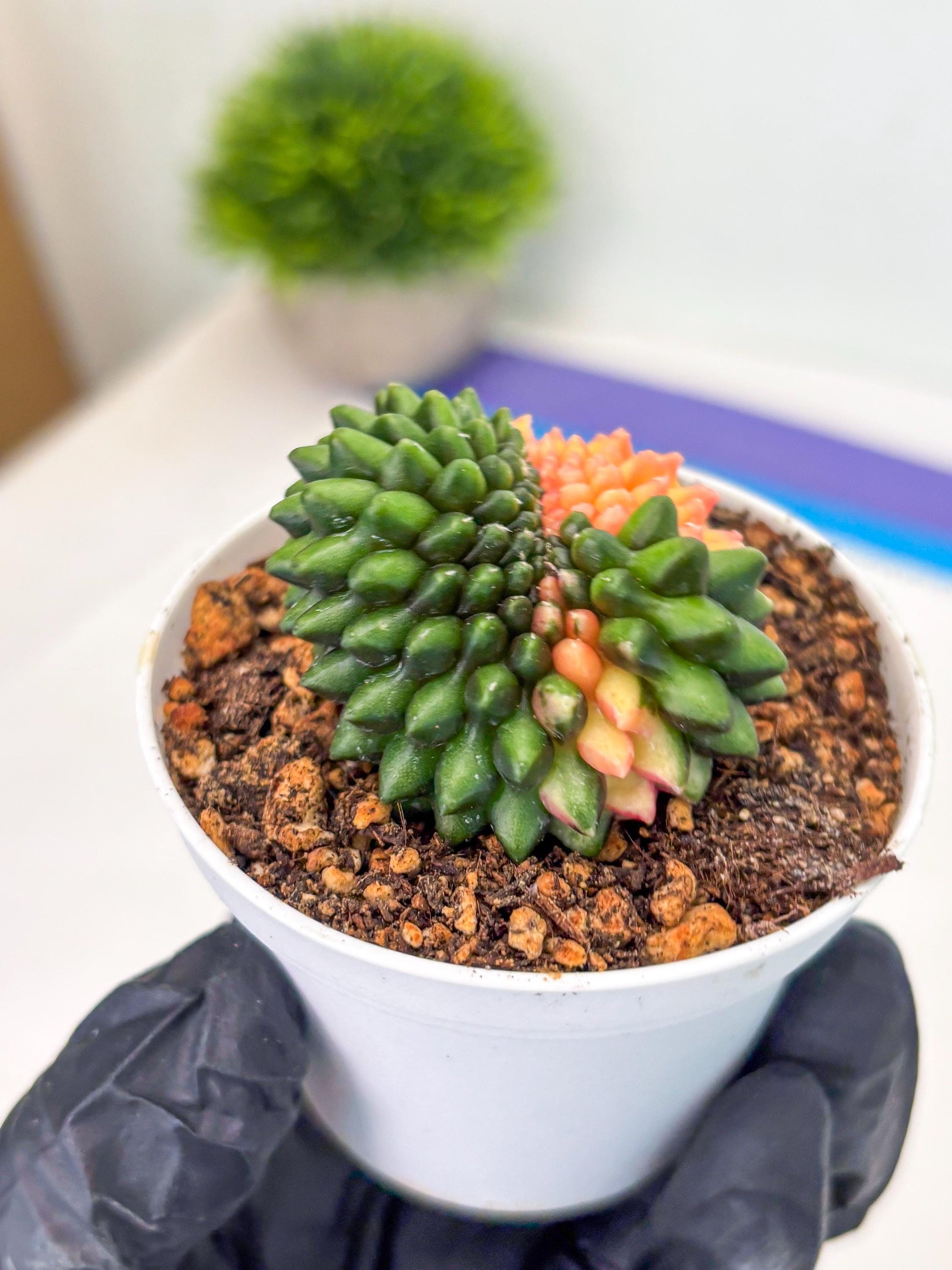 Gymnocalycium Inermis Cristata (gy9) (g5) | For Advanced Grower!