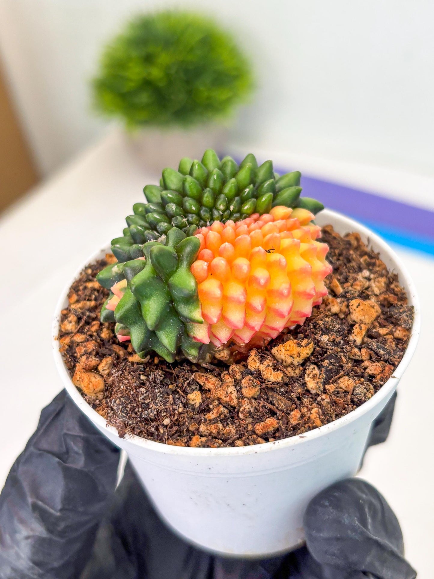 Gymnocalycium Inermis Cristata (gy9) (g5) | For Advanced Grower!
