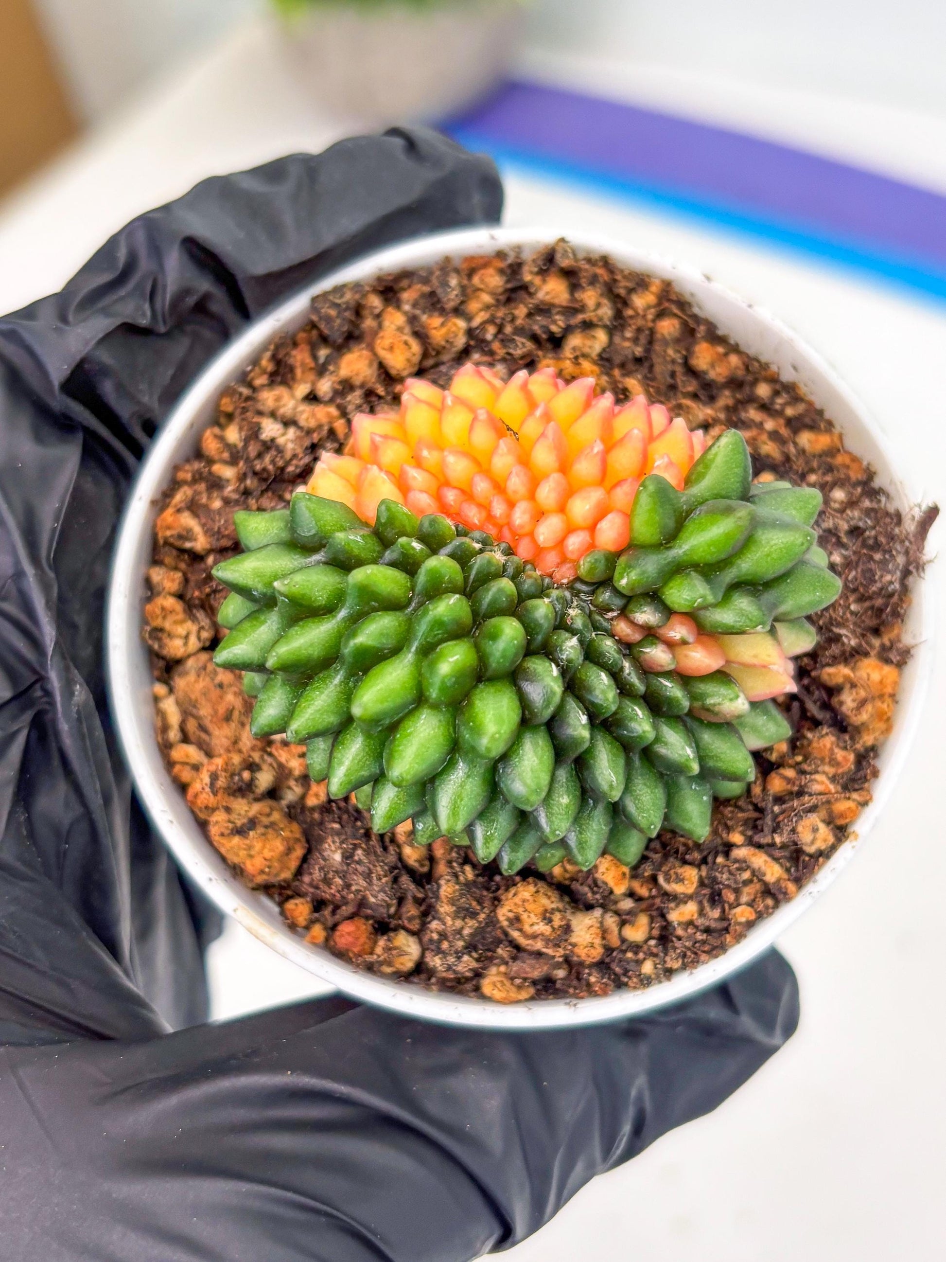 Gymnocalycium Inermis Cristata (gy9) (g5) | For Advanced Grower!