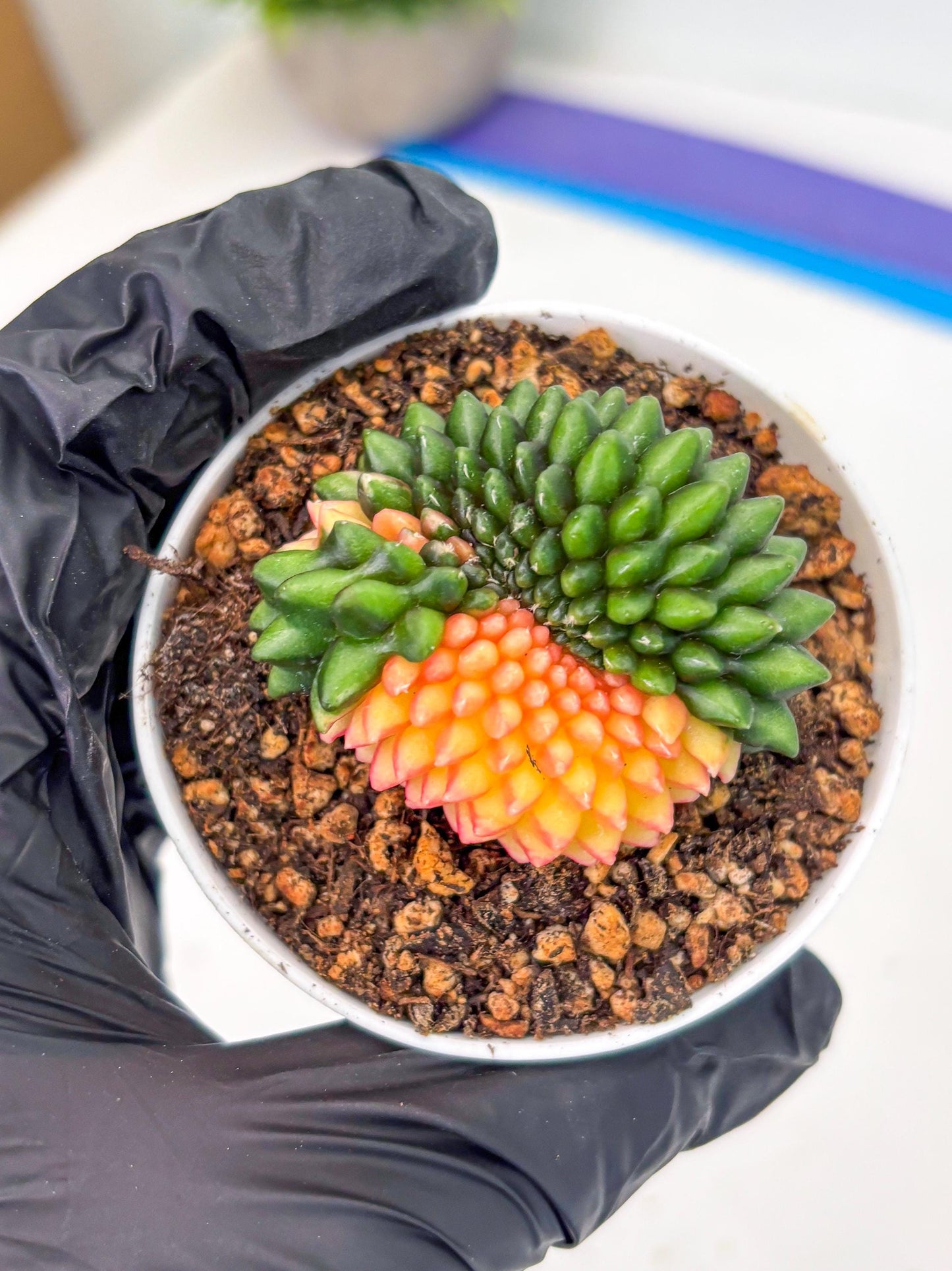 Gymnocalycium Inermis Cristata (gy9) (g5) | For Advanced Grower!