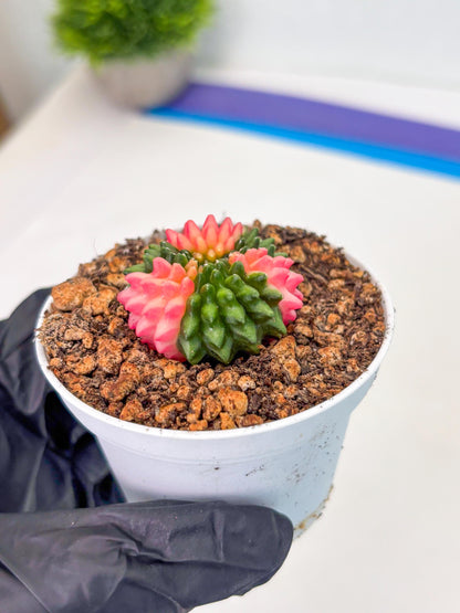 Starter Plants!! Gymnocalycium Inermis Cristata | (gy10) (b1)