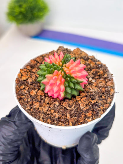 Starter Plants!! Gymnocalycium Inermis Cristata | (gy10) (b1)