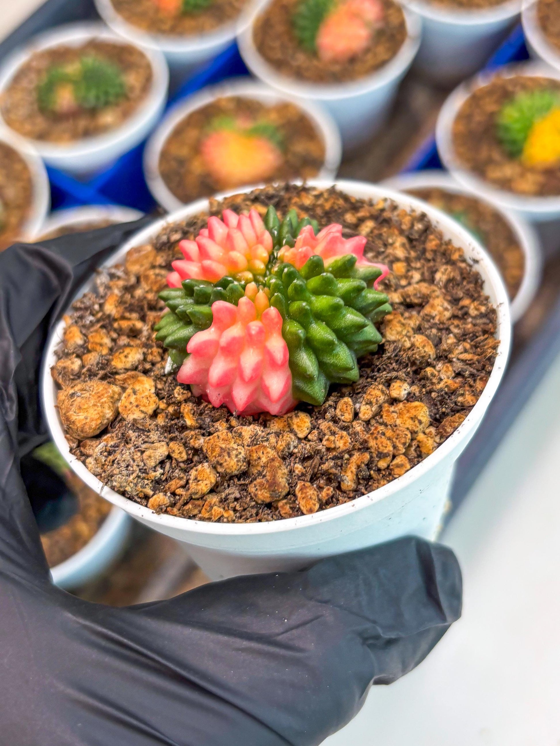 Starter Plants!! Gymnocalycium Inermis Cristata | (gy10) (b1)