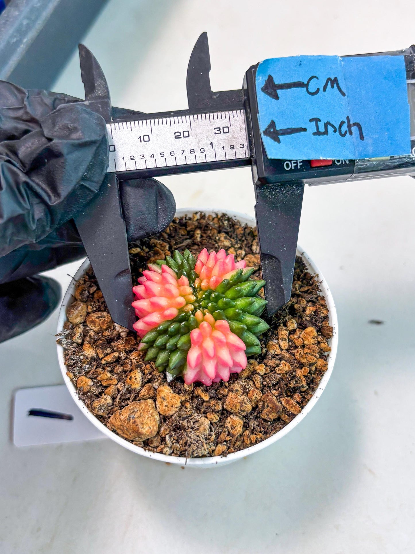 Starter Plants!! Gymnocalycium Inermis Cristata | (gy10) (b1)