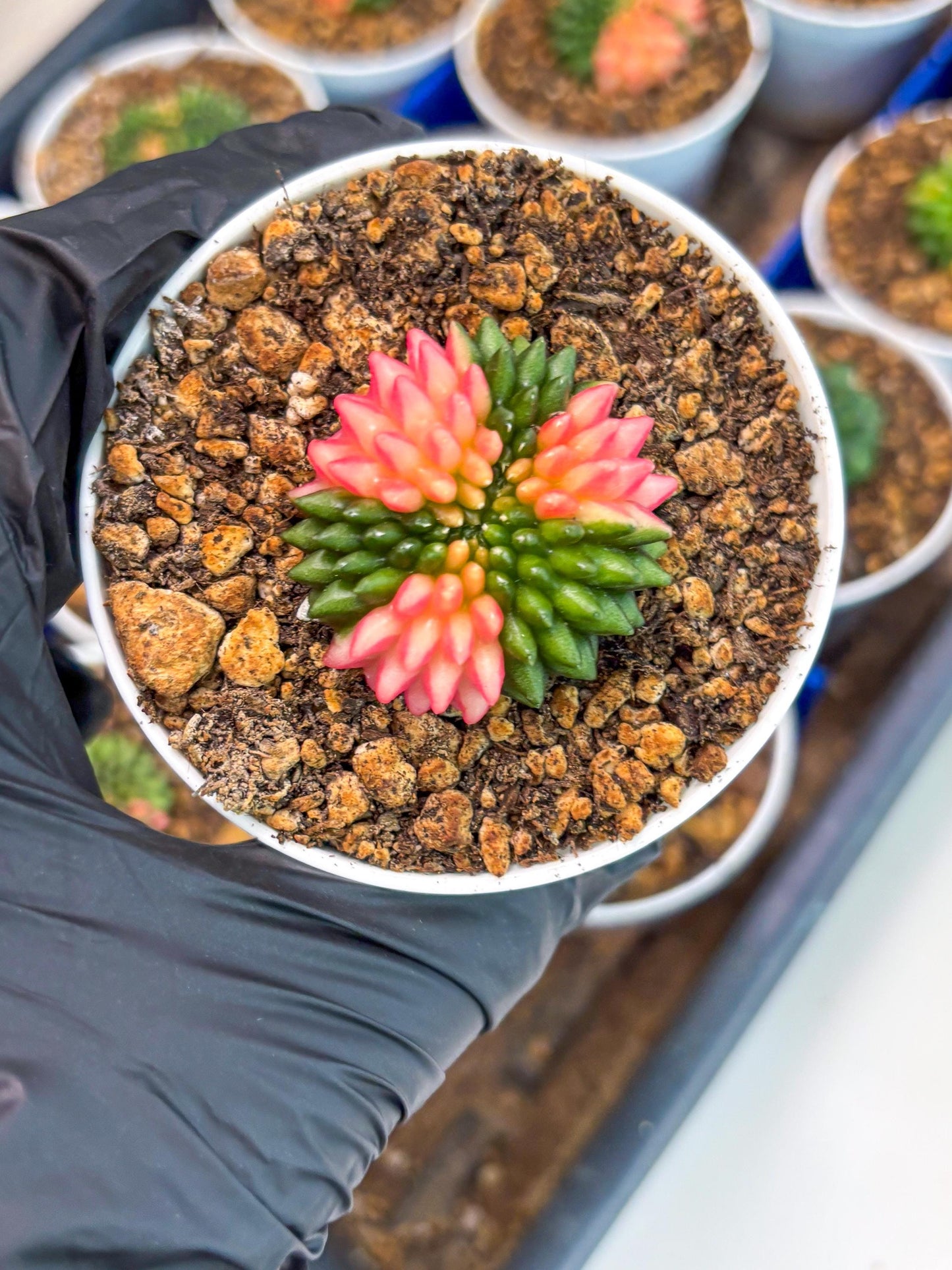 Starter Plants!! Gymnocalycium Inermis Cristata | (gy10) (b1)