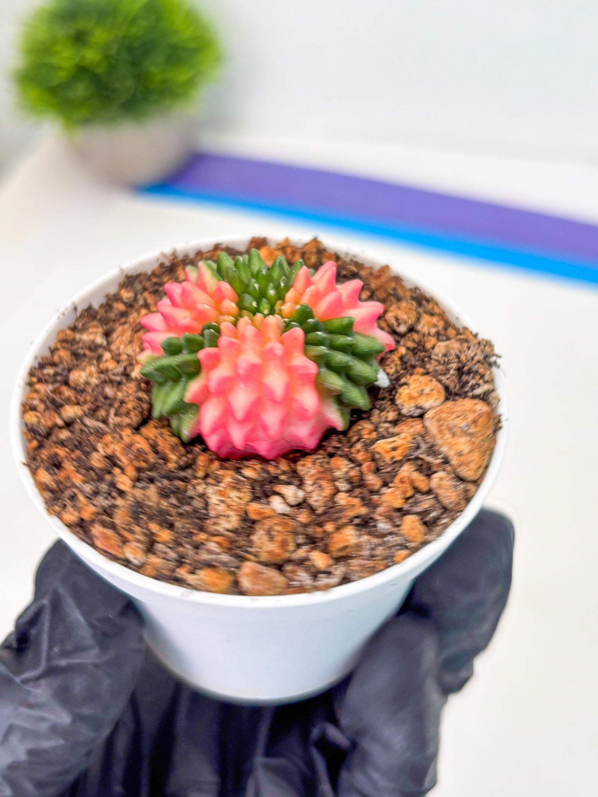 Starter Plants!! Gymnocalycium Inermis Cristata | (gy10) (b1)