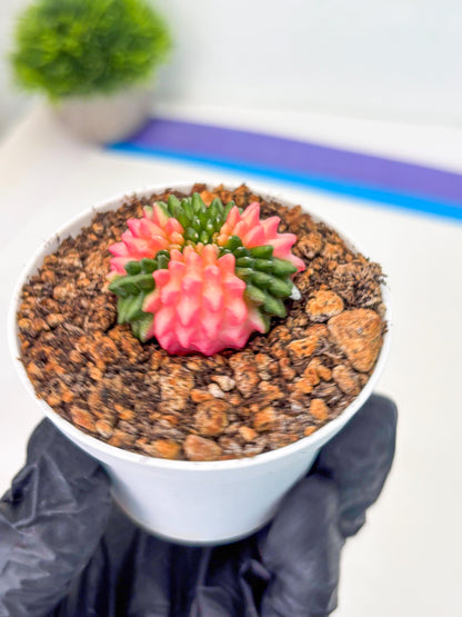 Starter Plants!! Gymnocalycium Inermis Cristata | (gy10) (b1)