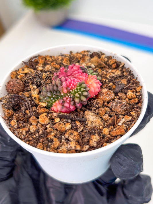 Starter Plants!! Gymnocalycium Inermis Cristata | (gy10) (b2)