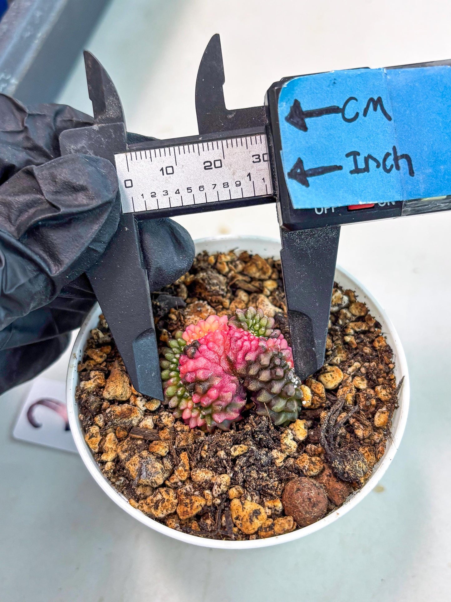 Starter Plants!! Gymnocalycium Inermis Cristata | (gy10) (b2)
