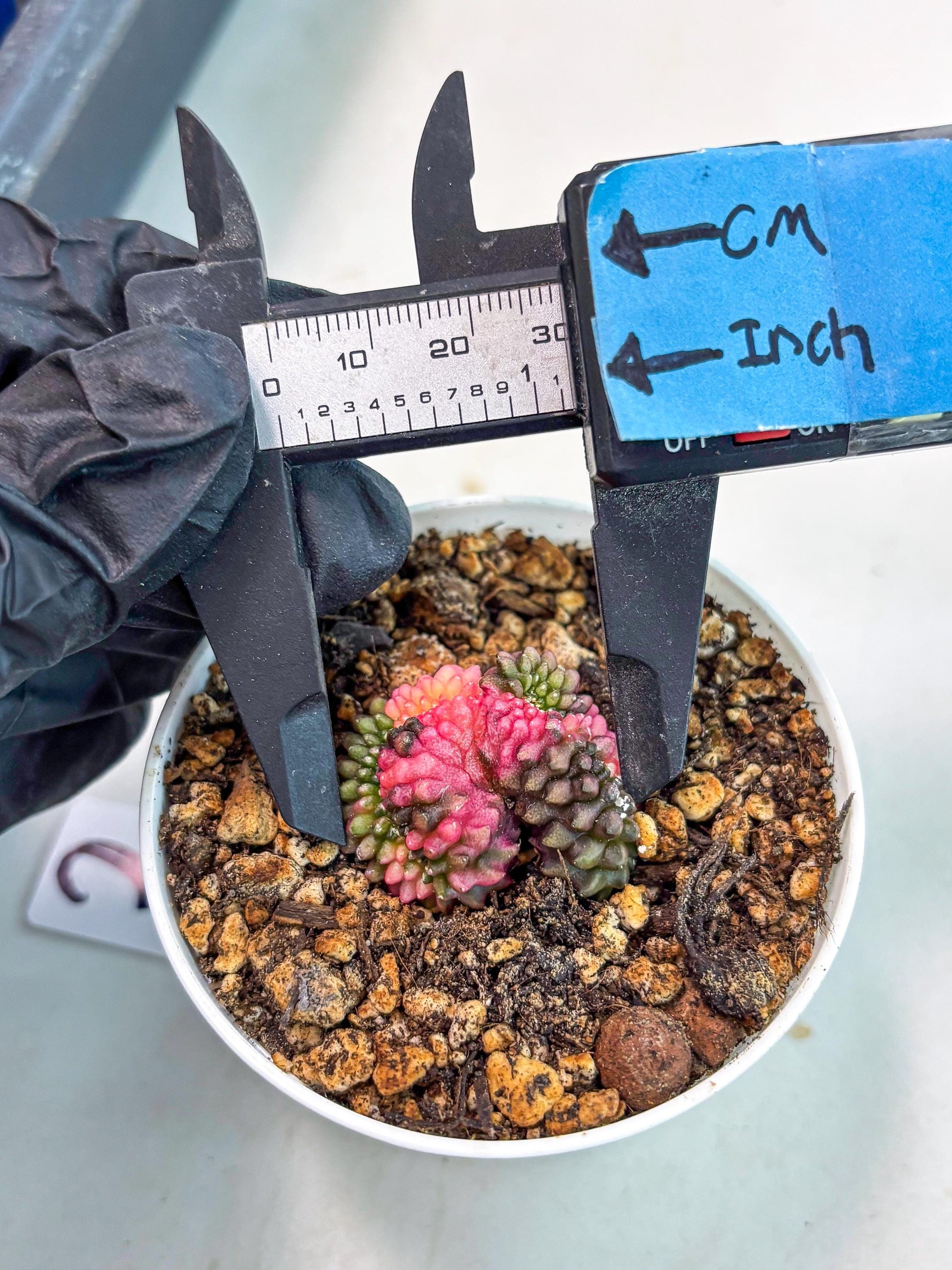 Starter Plants!! Gymnocalycium Inermis Cristata | (gy10) (b2)