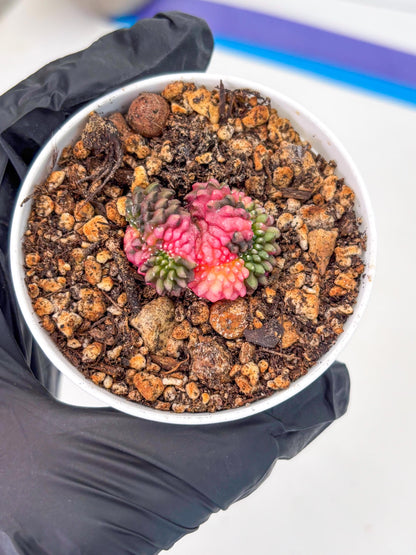Starter Plants!! Gymnocalycium Inermis Cristata | (gy10) (b2)