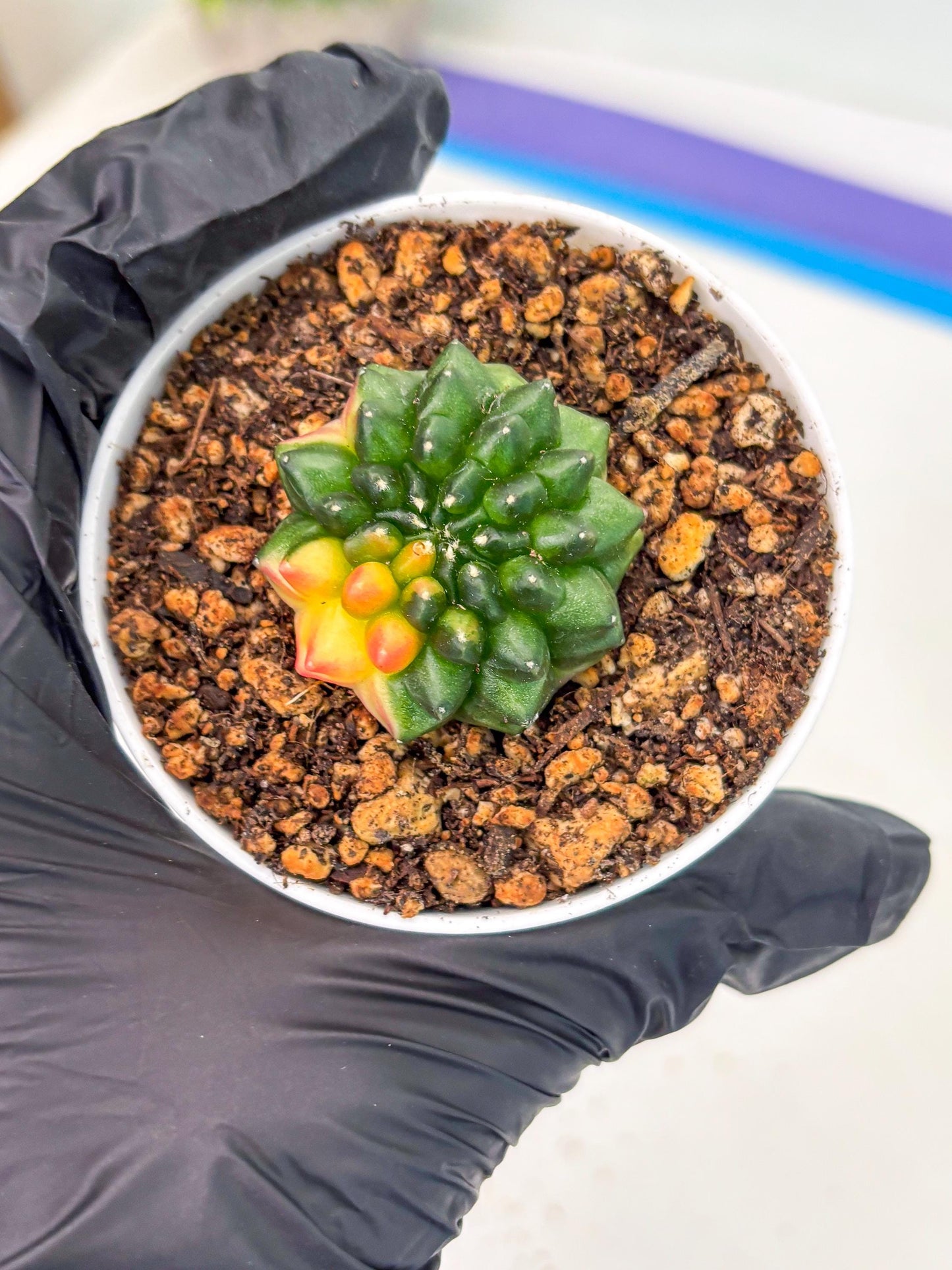 Starter Plants!! Gymnocalycium Inermis Cristata | (gy10) (b3)