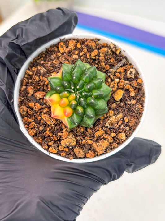 Starter Plants!! Gymnocalycium Inermis Cristata | (gy10) (b3)