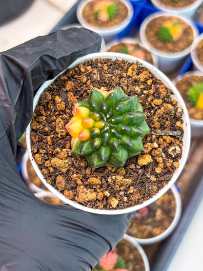 Starter Plants!! Gymnocalycium Inermis Cristata | (gy10) (b3)